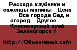 Рассада клубники и саженцы малины › Цена ­ 10 - Все города Сад и огород » Другое   . Красноярский край,Зеленогорск г.